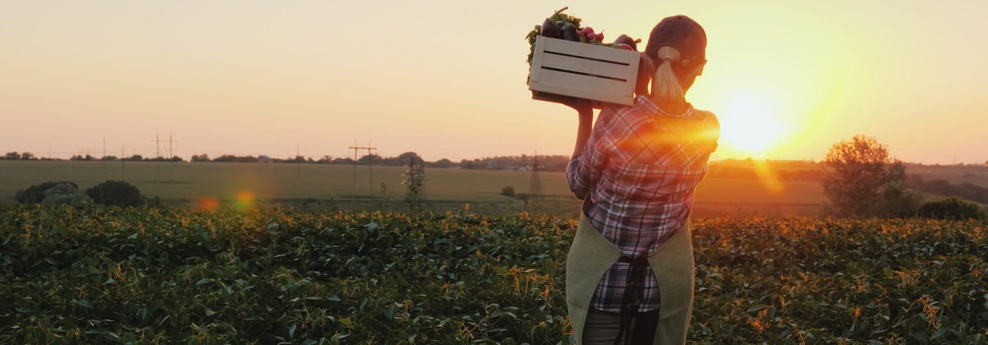 Rear,View:,A,Female,Farmer,With,A,Box,Of,Fresh