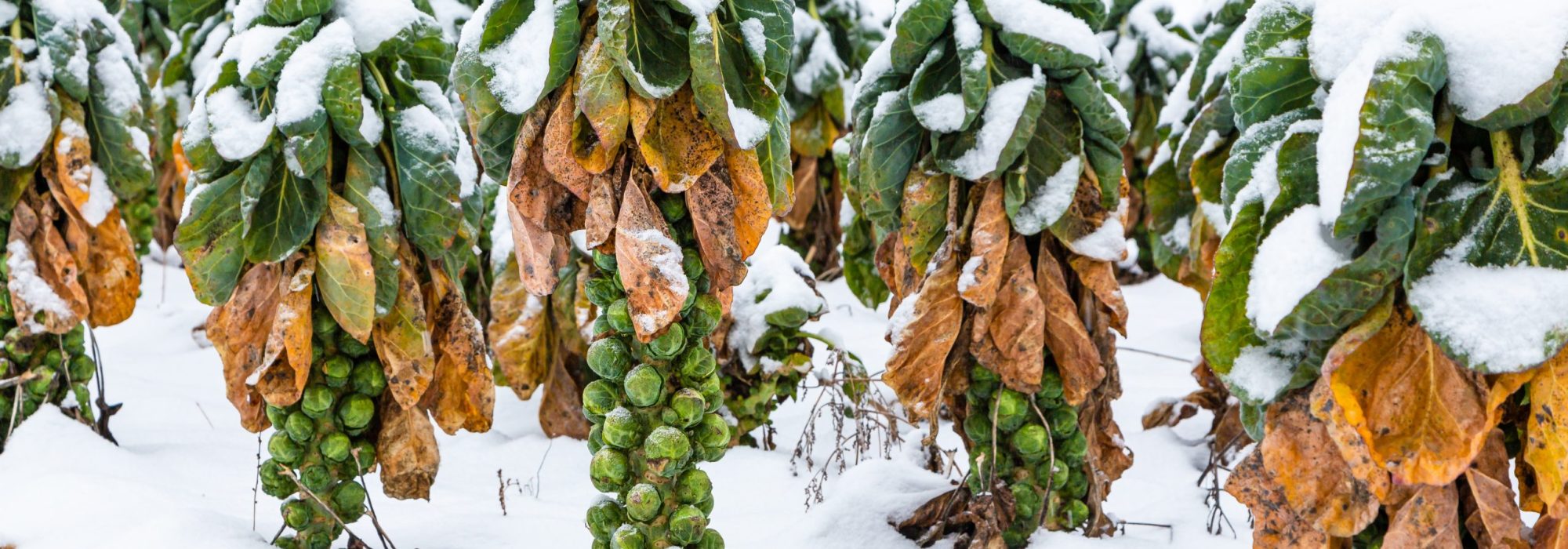 Snow,Covered,Brussels,Sprouts,On,A,Field,In,Winter